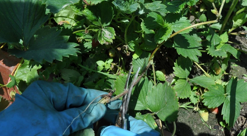 чем подкормить ремонтантную клубнику в июле