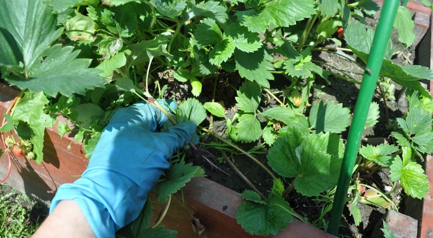 чем подкормить клубнику после урожая в июле