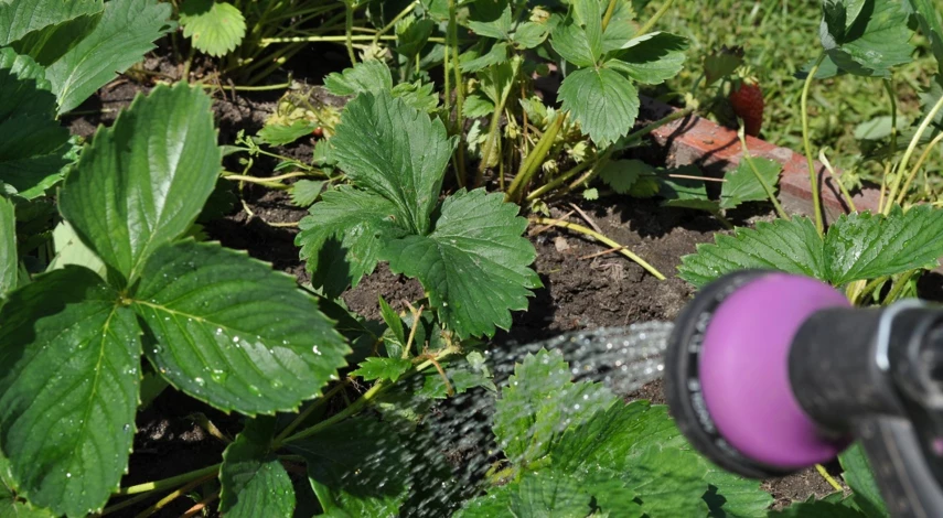 чем подкормить клубнику в начале июля