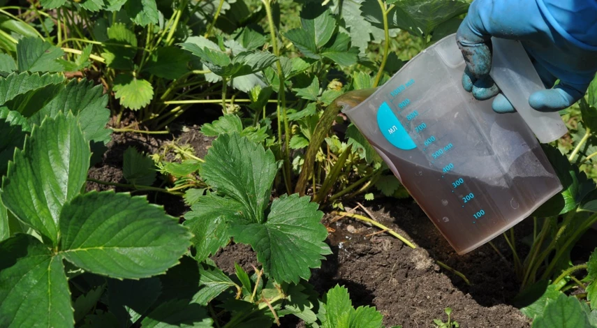 подкормка земляники в июле
