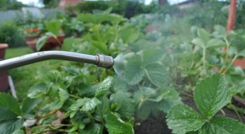 клубника после плодоношения уход в июле