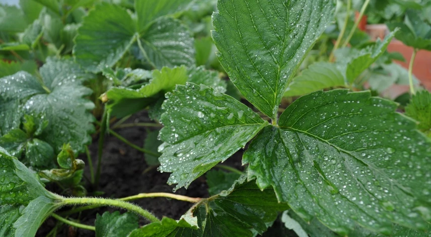 подкормка клубники в июле во время плодоношения