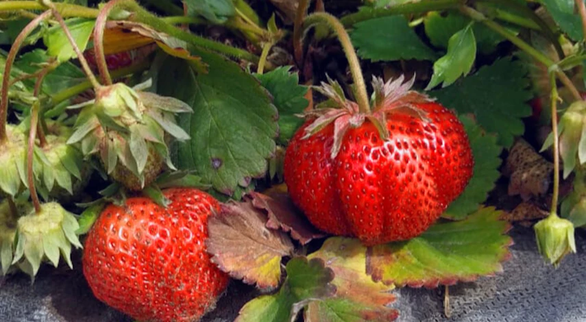 подкормка клубники после сбора урожая в июле