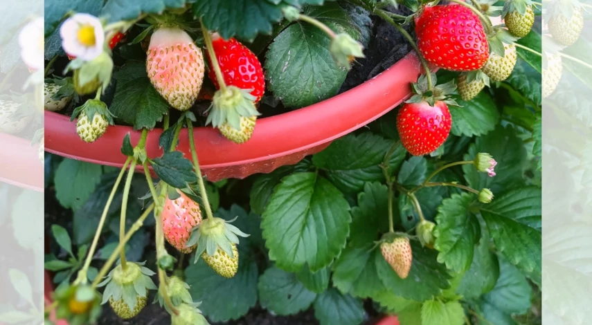 подкормка клубники после плодоношения в июле