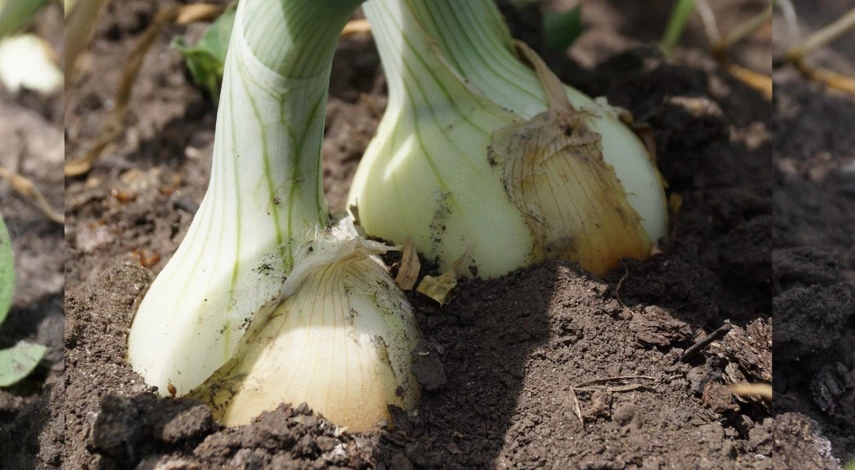 чем подкормить лук в начале июля