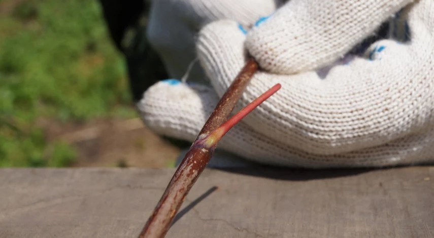 прививка окулировкой