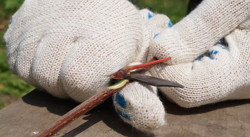 окулировка прививка глазком