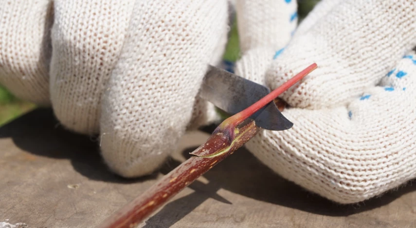 летняя окулировка