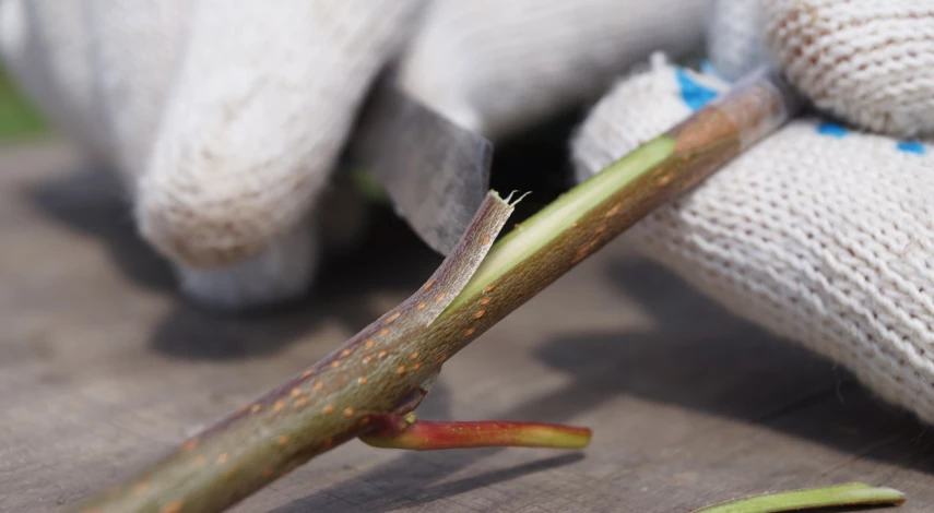 летняя окулировка плодовых деревьев