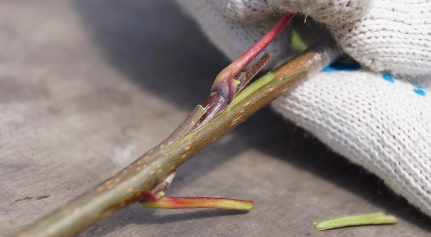 летняя окулировка почкой