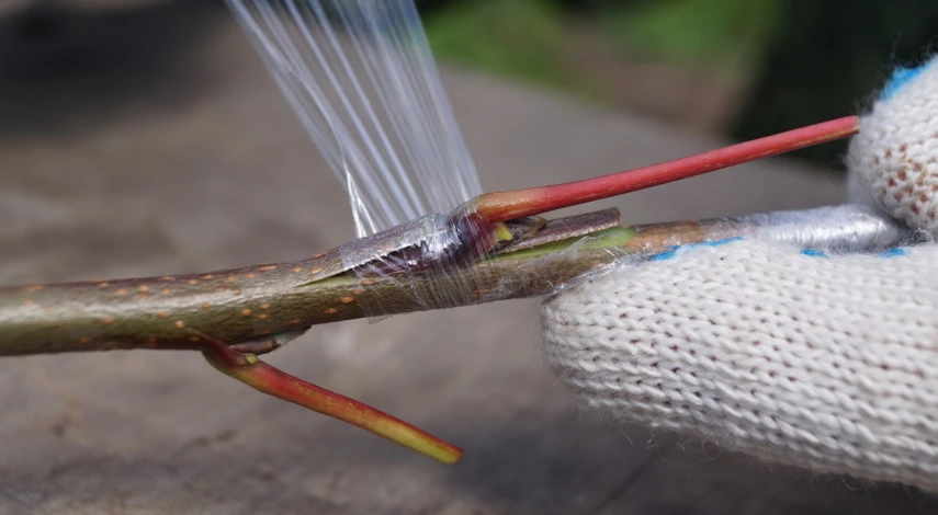 прививку дерева окулировкой