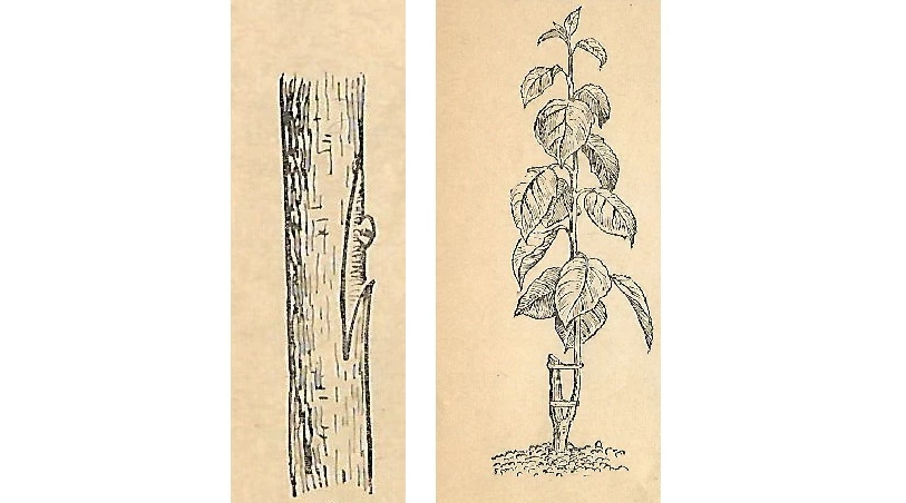 прививка окулировкой летом