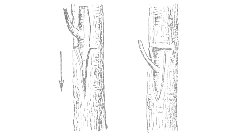 окулировка прививка глазком