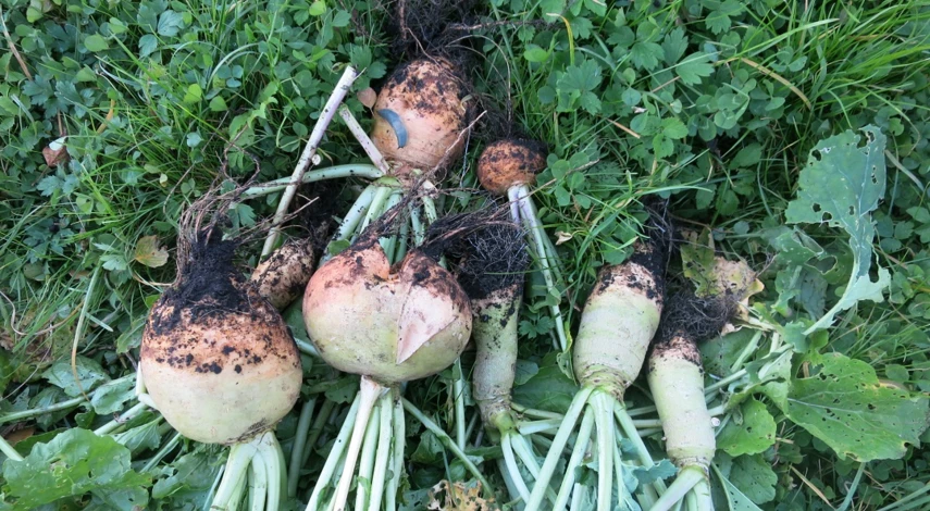 когда сеять брюкву