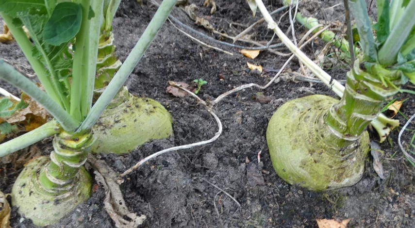 брюква как выращивать