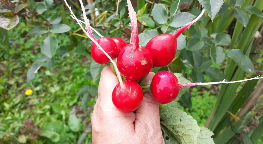 как сажать редис