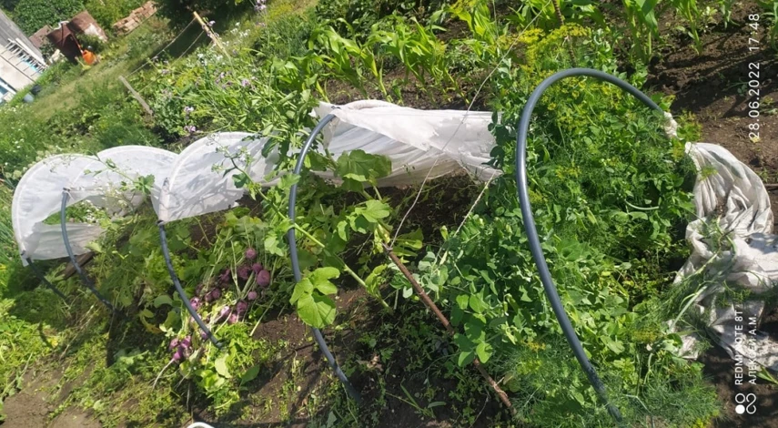 можно ли сажать редис в июле