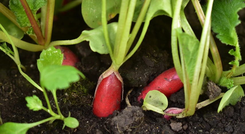 замачивать ли редис перед посадкой