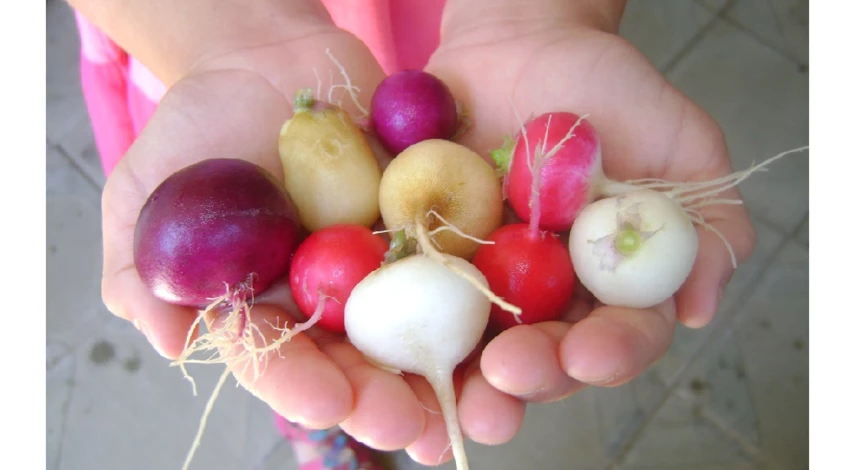 редис все лето сорта