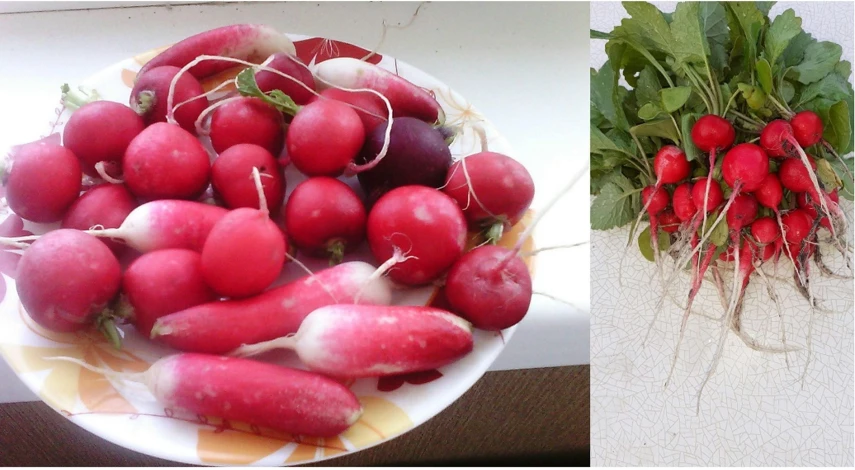 какие удобрения любит редис