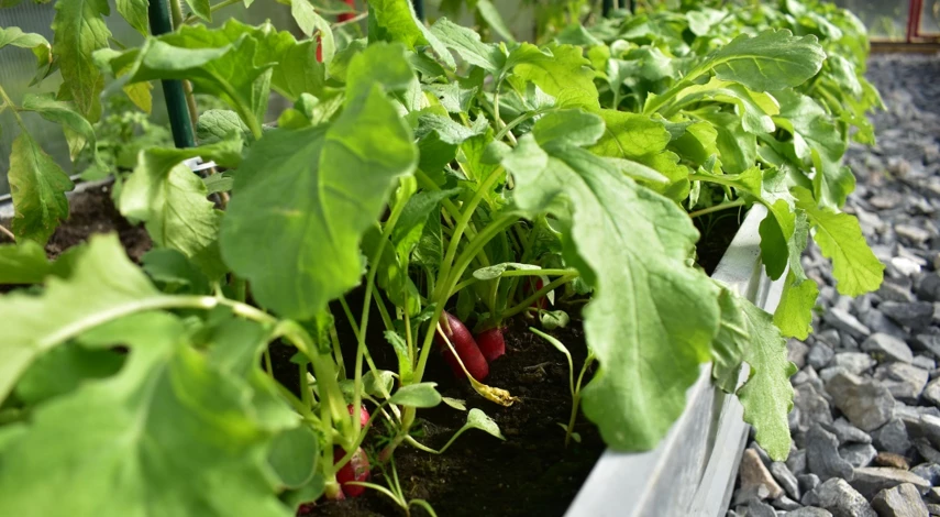 прореживать ли редис