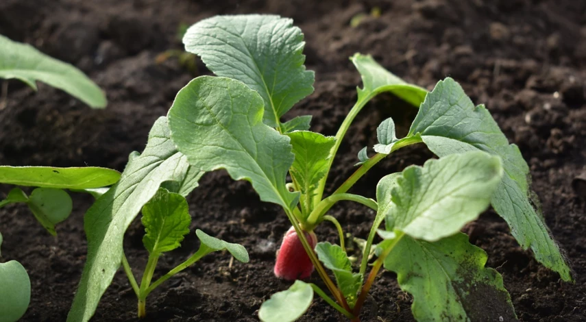 чем подкормить редис