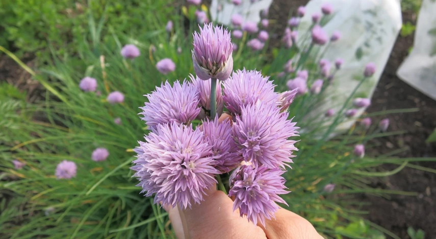 огород на тенистом участке