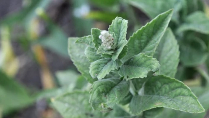 огород для начинающих