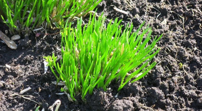 как сделать огород