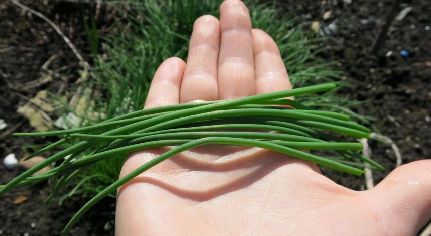 огород что сажать