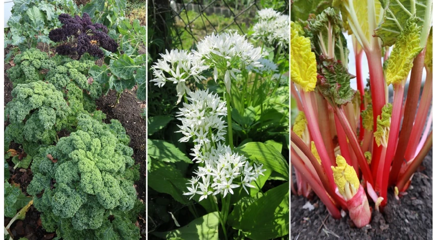 как планировать огород