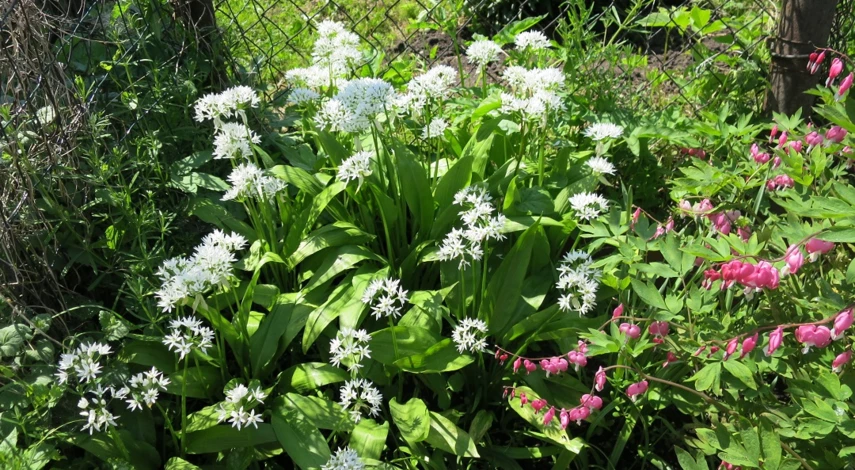 огород на тенистом месте