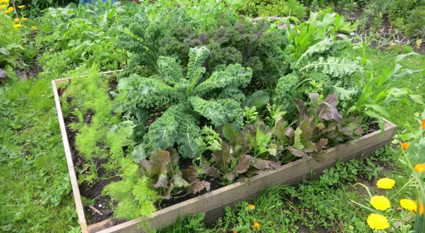 маленький огород