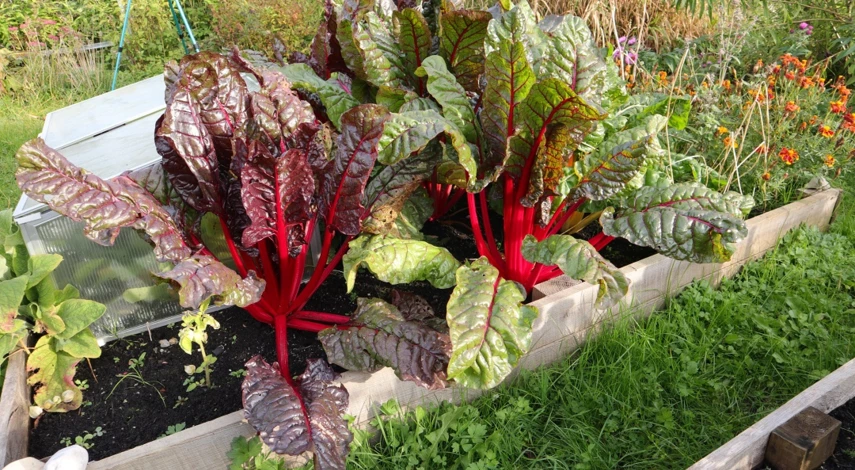 идея маленького участка