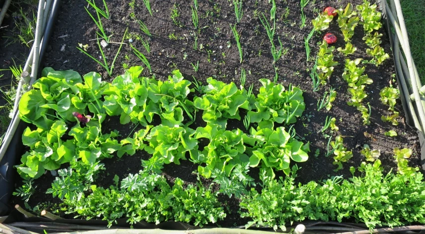 маленький огород