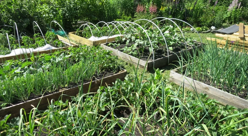 маленький огород грядки