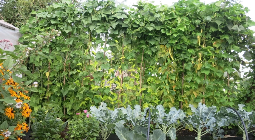 сад на маленьком участке