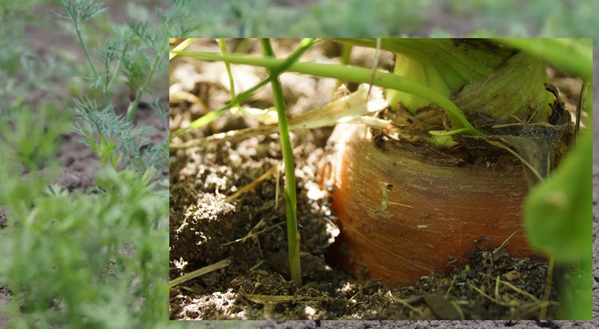 подкормка моркови в июле в открытом