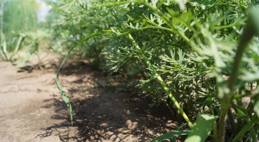 чем подкормить морковь в июле