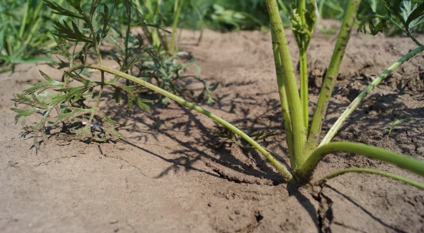 подкормить морковь в июле для хорошего урожая