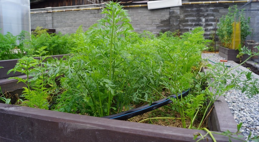 чем подкормить морковь в начале июля