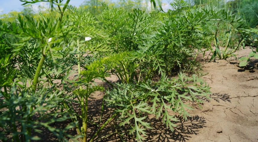 подкормить морковь в июле для роста корнеплодов