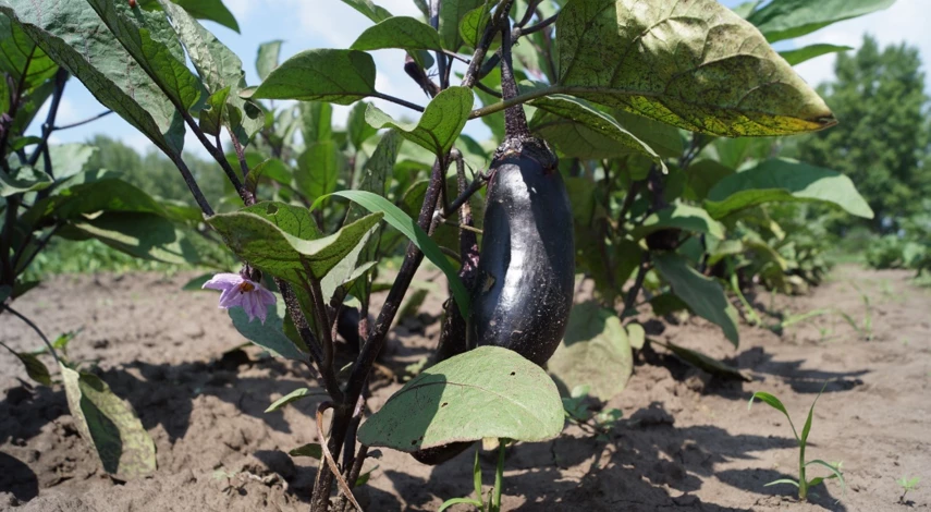 лимонная кислота для подкормки