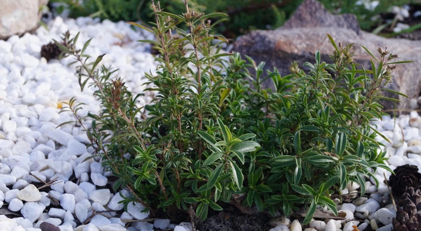 тимьян ползучий описание