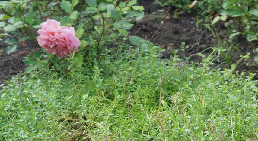 тимьян ползучий уход