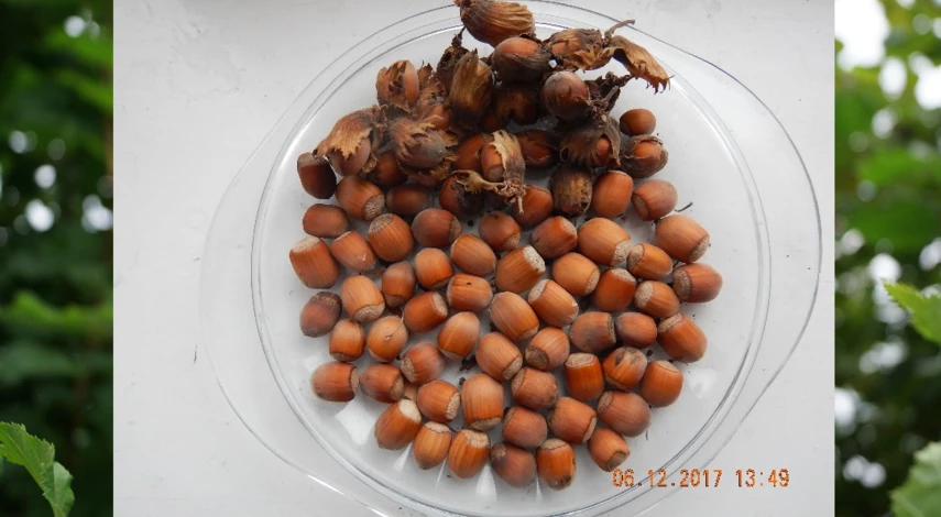 фундук дерево