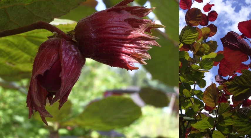 орешник лещина