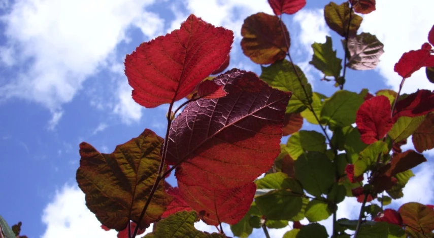 лещина краснолистная