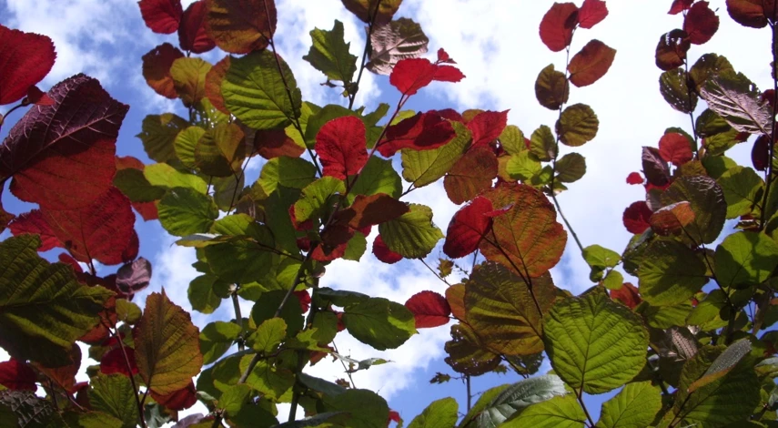 фундук и лещина