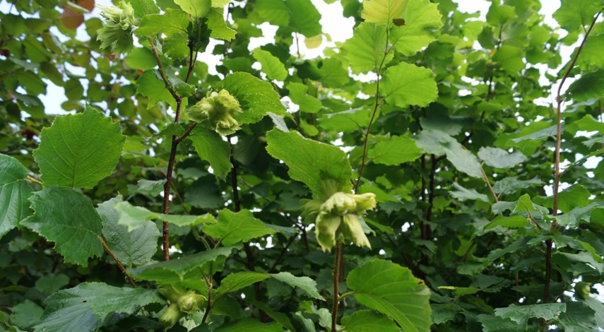 лещина посадка